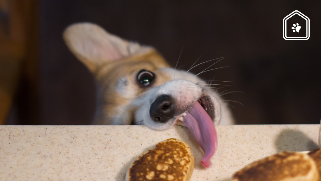 Waarom honden alles eten wat ze tegenkomen